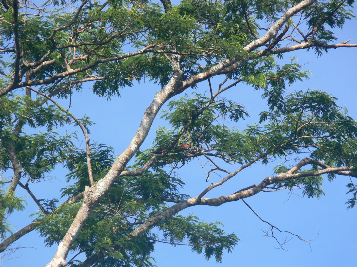 Amazon - Peru39